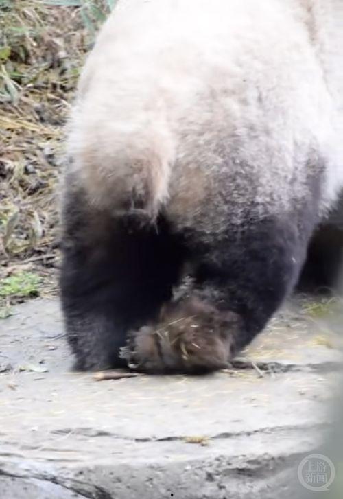 爆料博主熊猫视频大全集,揭秘网红博主幕后故事  第1张