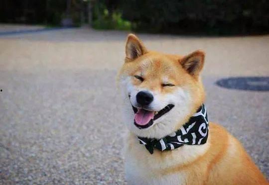 柴犬男星爆料视频大全集,揭秘娱乐圈幕后故事  第1张